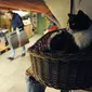 Seekor kucing duduk di salah satu ruangan bawah tanah di Museum The Hermitage, Rusia, 14 Oktober 2015. Kucing tersebut dipekerjakan menjaga karya seni yang berada di museum dari serangan tikus. (AFP Photo/Olga Maltseva)