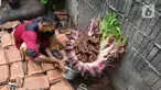 Seorang warga menyiram tanaman yang diduga jenis bunga bangkai di kawasan Cipete, Jakarta, Rabu (13/10/2021). Bunga yang tumbuh di pekarangan rumah warga itu mengeluarkan bau menyengat dan menjadi pusat perhatian warga sekitar. (Liputan6.com/Hermann Zakharia)
