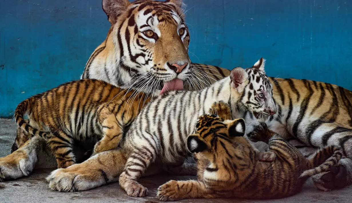 Anak harimau putih, Yanek bermain dengan induk dan saudara-saudaranya di Kebun Binatang Nasional Kuba di Havana pada 4 Juni 2021. Untuk pertama kalinya dalam 20 tahun, empat anak harimau lahir di kebun binatang dan di antaranya, seekor harimau putih betina yang langka bernama Yanek. (YAMIL LAGE/AFP)
