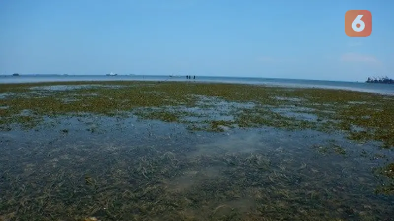 Padang Lamun