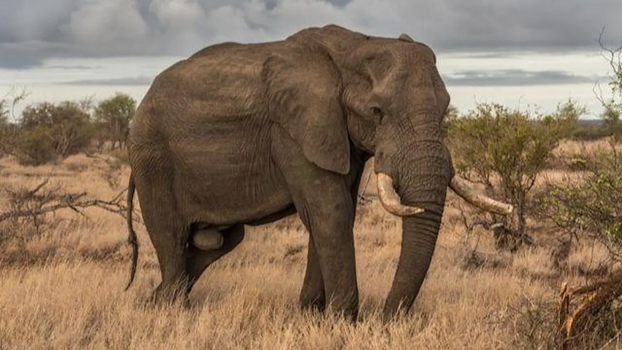 40 Elephant Jokes That Will Make You Roar