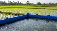 Jenis Ikan untuk Kolam Terpal Dekat Sawah Tadah Hujan, Miliki Kemampuan Adaptasi Tinggi