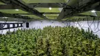Kebun ganja yang tumbuh subur  di perkebunan milik Alternative Solutions, di sebuah gang buntu tak jauh dari Gedung Putih, Washington DC, Amerika (20/4).  Alternative Solutions merupakan tempat legal untuk menanam ganja. (Brendan Smialowski / AFP)