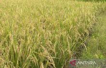Kuningan Jadi Pusat Gerdal Hama Padi Jabar, Kementan Puji Penerapan PHT