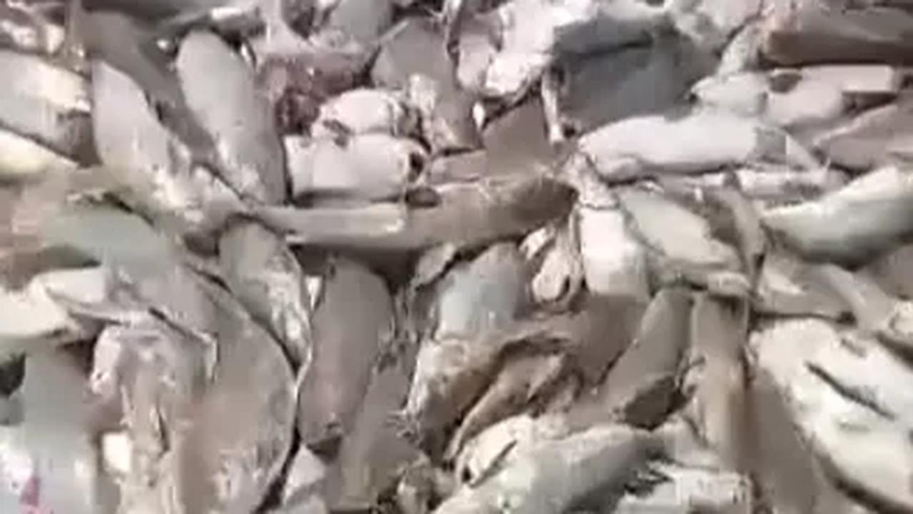 CEK FAKTA: Heboh Ikan Mati di Tuban, Gara-Gara Terkontaminasi Limbah Nuklir?