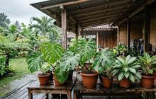 7 Cara Menjaga Daun Tanaman Hias Tetap Sehat meski Sering Terkena Hujan, Bebas Busuk