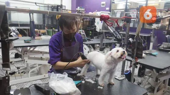 Dari Cukur Bulu hingga Mandi Mengintip Cuan Bisnis Pet Shop