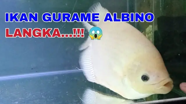 Jenis Ikan Gurame yang Cepat Besar dan Cepat Panen