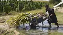 Seorang petani bekerja di perkebunan ganja di distrik Panjwai Kandahar (13/10/2021). Taliban mempertahankan kehadiran psikologis dan fisik yang signifikan di distrik tersebut, dan merebutnya kembali pada 10 Juli 2021, selama serangan Taliban 2021. (AFP/Javed Tanveer)