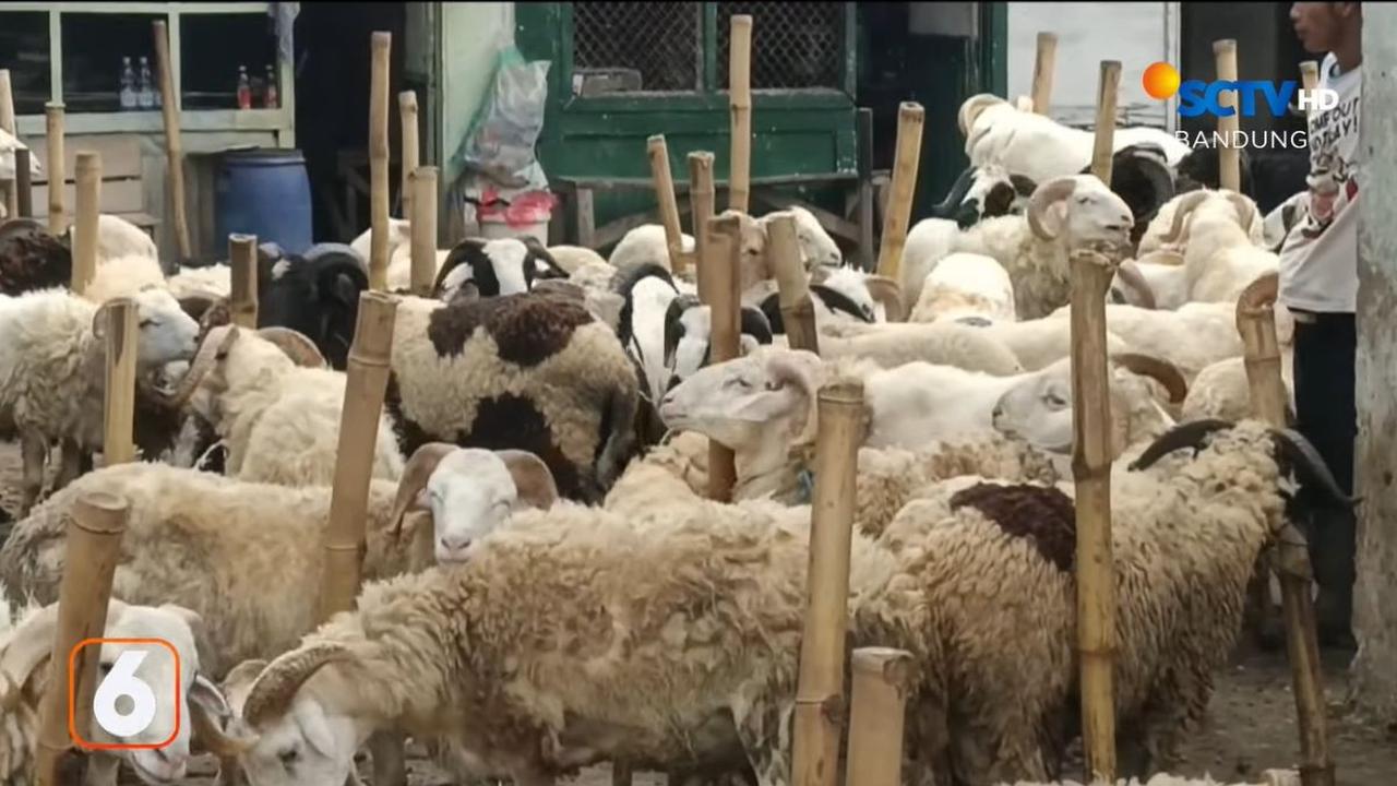 Kualitas Hewan Dipantau Petugas Kesehatan
