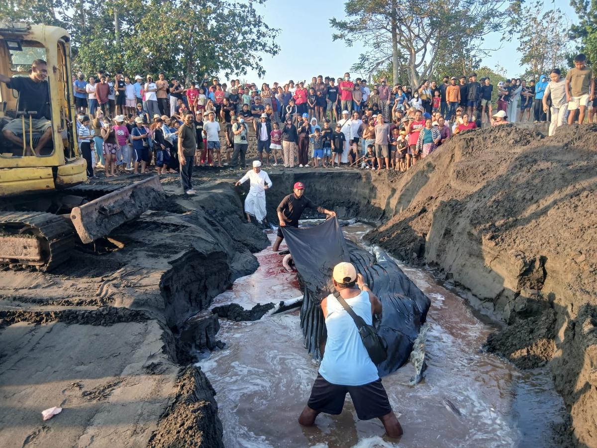 Seekor Paus Bungkuk atau humpback whale terdampar di pesisir Pantai Desa Perancak, di Kabupaten Jembrana, Bali. (Dokumen Humas Polres Jembrana).