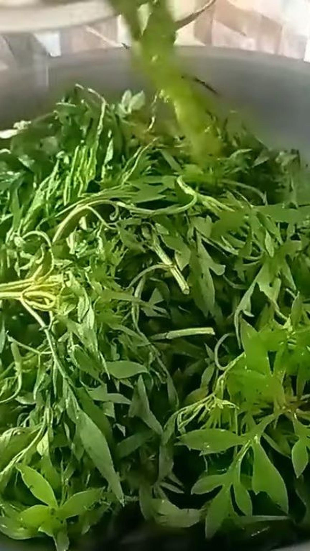 Masukkan Daun Kenikir ke dalam Rebusan