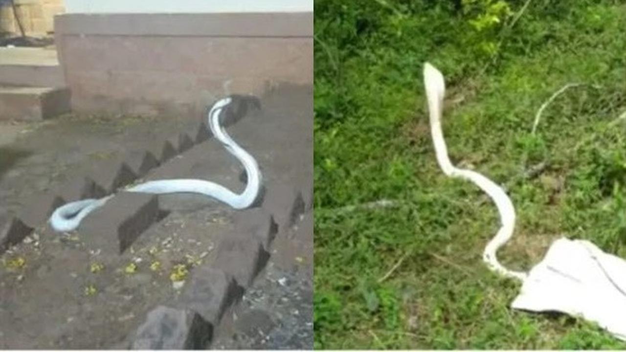 Viral Heboh Ular Kobra Albino Super Langka Masuk ke Dalam Rumah Warga