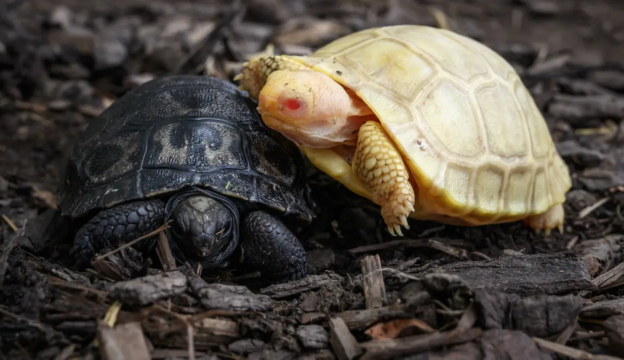 Sebuah gambar pada 3 Juni 2022 menunjukkan bayi kura-kura raksasa Galapagos albino yang unik di punggung kura-kura lain, keduanya lahir pada awal Mei di Tropicarium of Servion, Swiss barat. Sang induk, yang beratnya lebih dari 100 kilogram, bertelur lima pada 11 Februari dan bayi albino menetas pada 1 Mei. (FABRICE COFFRINI/AFP)