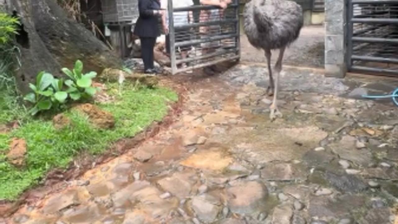 7 Potret Rumah Irfan Hakim dengan Taman yang Asri, Dipenuhi Koleksi Hewan Kesayangannya