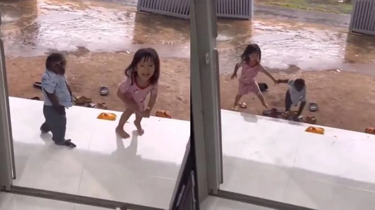 Dilatih Jadi Baby Sitter, Aksi Kera Jaga Balita Ini Tuai Banyak Sorotan