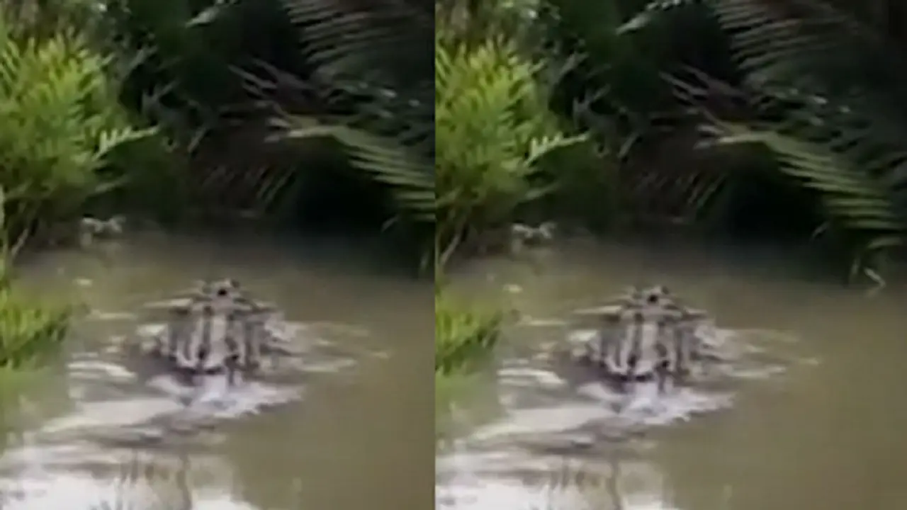 Buaya Raksasa