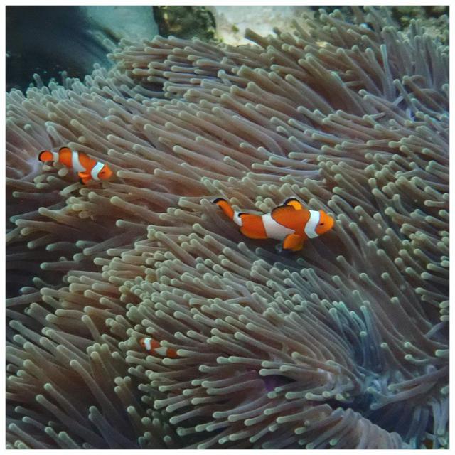 Raja Ampat, Papua Barat. (Foto: Dok. Instagram @mirles)