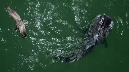 Pemandangan udara hiu paus (Rhincodon Typu) berenang di Laut Cortez di Bahia de los Angeles, negara bagian Baja California, Meksiko pada 17 Juli 2021. Musim penampakan hiu paus di Bahia de los Angeles berlangsung dari Juli hingga November. (Guillermo Arias/AFP)