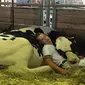 anak berusia 15 tahun terlihat tertidur dengan seekor sapi usai pertunjukan pentas sapi perah