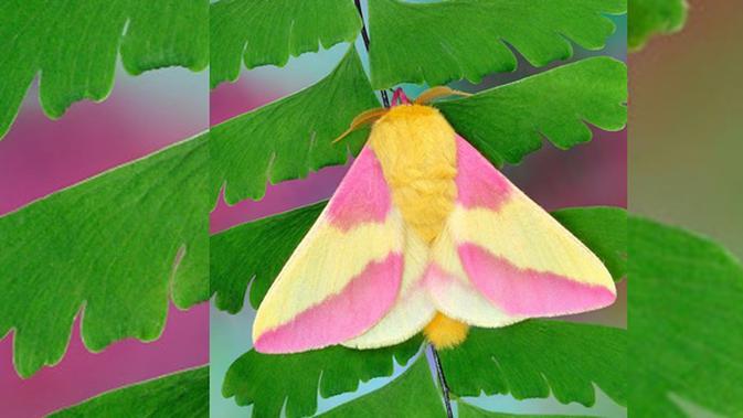 Punya Warna  Super Cute Inilah Ngengat Paling  Cantik  di 