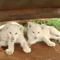 Empat ekor anak singa putih lahir di sebuah kebun binatang. Kelahiran tersebut disambut gembira karena jarang terjadi.
