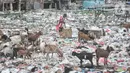 Warga membuang sampah di dekat kawanan kambing ternak di pesisir Cilincing, Jakarta Utara, Minggu (12/6/2022). Minimnya kesadaran peternak di kawasan tersebut menyebabkan kawanan kambing berburu makanan di tempat pembuangan sampah yang dapat membahayakan kesehatan hewan, terlebih akan dijual untuk kurban Idul Adha. (merdeka.com/Iqbal S. Nugroho)