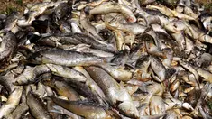 Ribuan ikan yang mati menumpuk di salah satu sudut Laguna Etang de Berre, dekat Marseille, Prancis (1/7/2019). Gelombang panas selama sepekan di laguna menyebabkan penurunan kadar oksigen yang mengakibatkan kematian beberapa ton ikan. (AFP Photo/Boris Horvat)