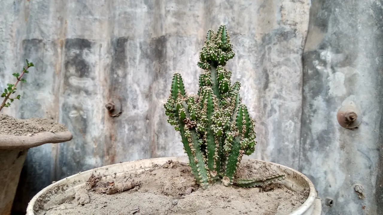 Memanfaatkan barang bekas menjadi pot untuk tanaman/dok. Unsplash Minhaj