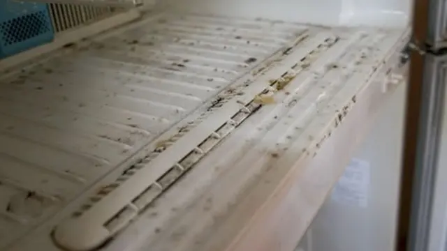 Jamur di Dalam Kulkas