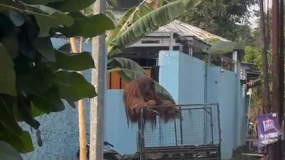 Solo Safari Ungkap Proses Penangkapan Orang Utan yang Lepas dari Kandang