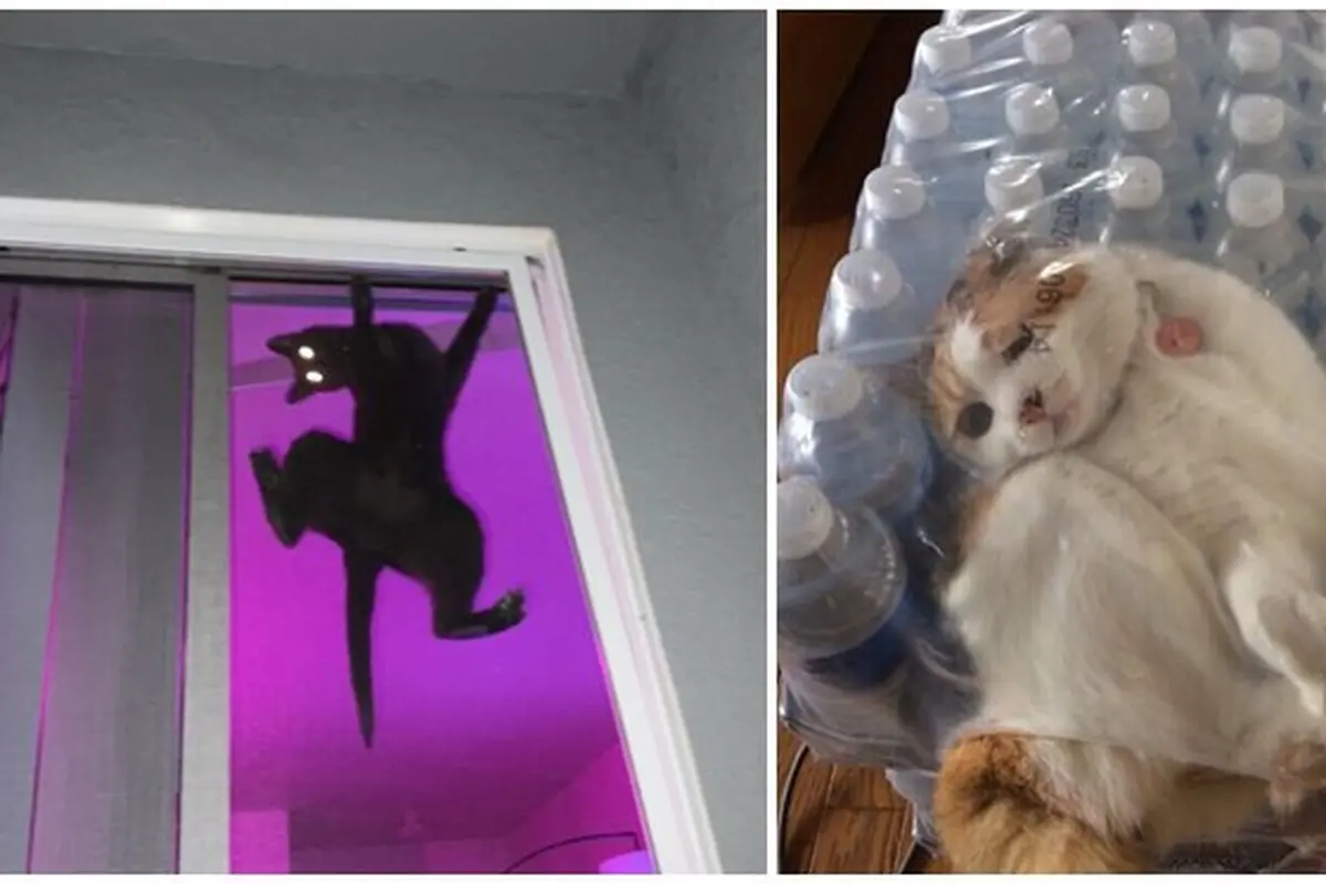 7 Tingkah Laku Kucing saat Sendirian Ini Bikin Geleng Kepala