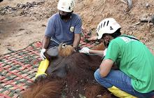 Sempat Masuk ke Perkebunan Warga, Orangutan Sumatra Akhirnya Dilepasliarkan ke TNGL di Langkat