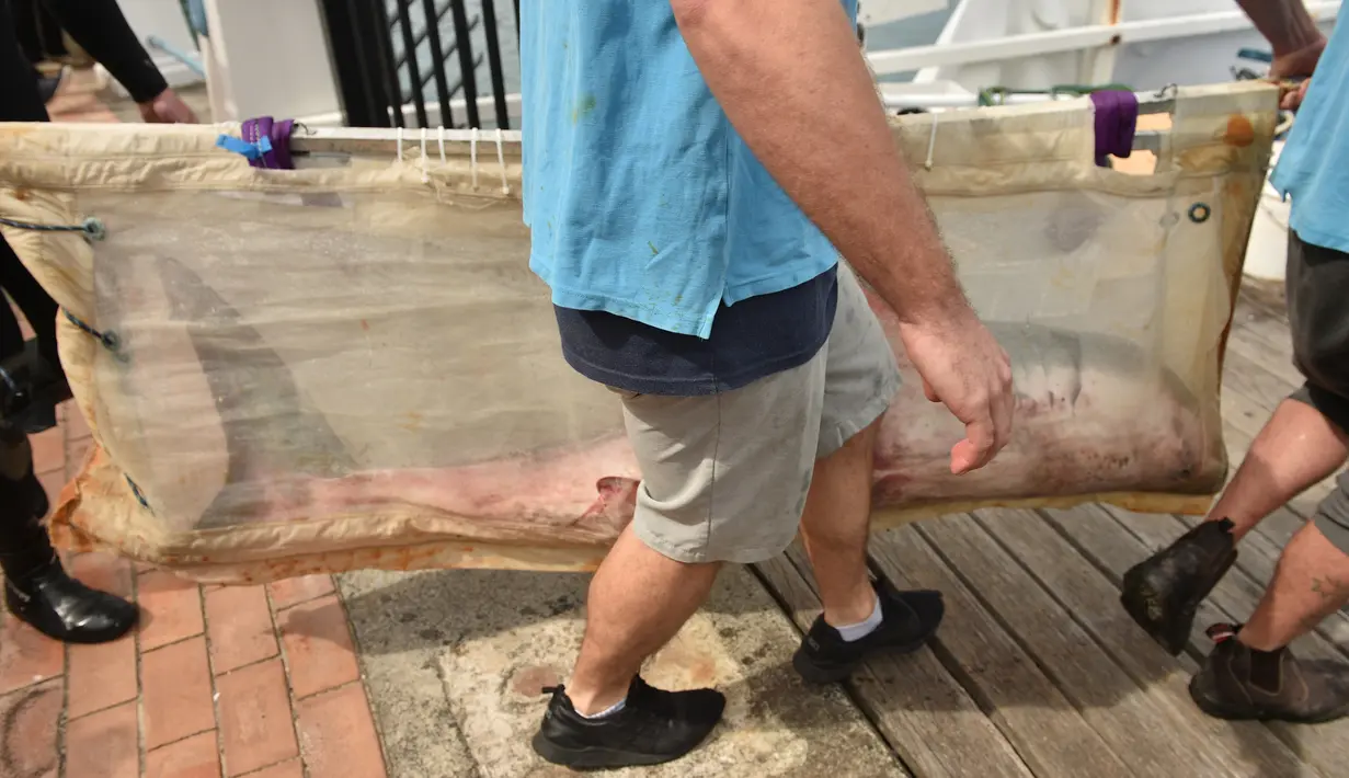 Staf dari Manly Sea Life Sanctuary membawa seekor hiu putih kecil sepanjang 1,5 meter menuju sebuah kapal di Sydney (12/9). Hiu putih diselamatkan oleh warga dan dibawa untuk dirawat sebelum dilepaskan kembali ke alam bebas. (AFP Photo/Peter Parks)