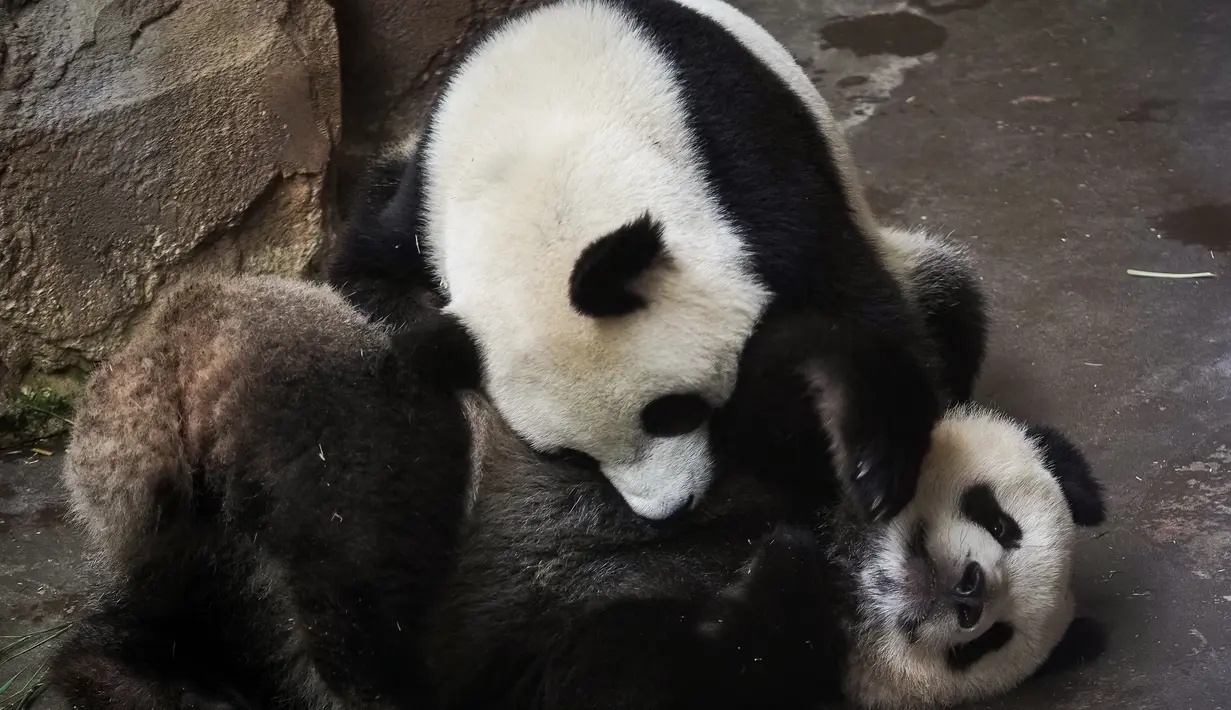 Anak panda, Yuan Meng (kanan) bermain dengan induknya, Huan Huan di kandang mereka di Zoo de Beauval. Prancis pada 26 Agustus 2019. Bayi panda pertama yang lahir di Prancis pada 2017 lalu itu mendapatkan namanya dari ibu negara, Brigitte Macron. (GUILLAUME SOUVANT / AFP)