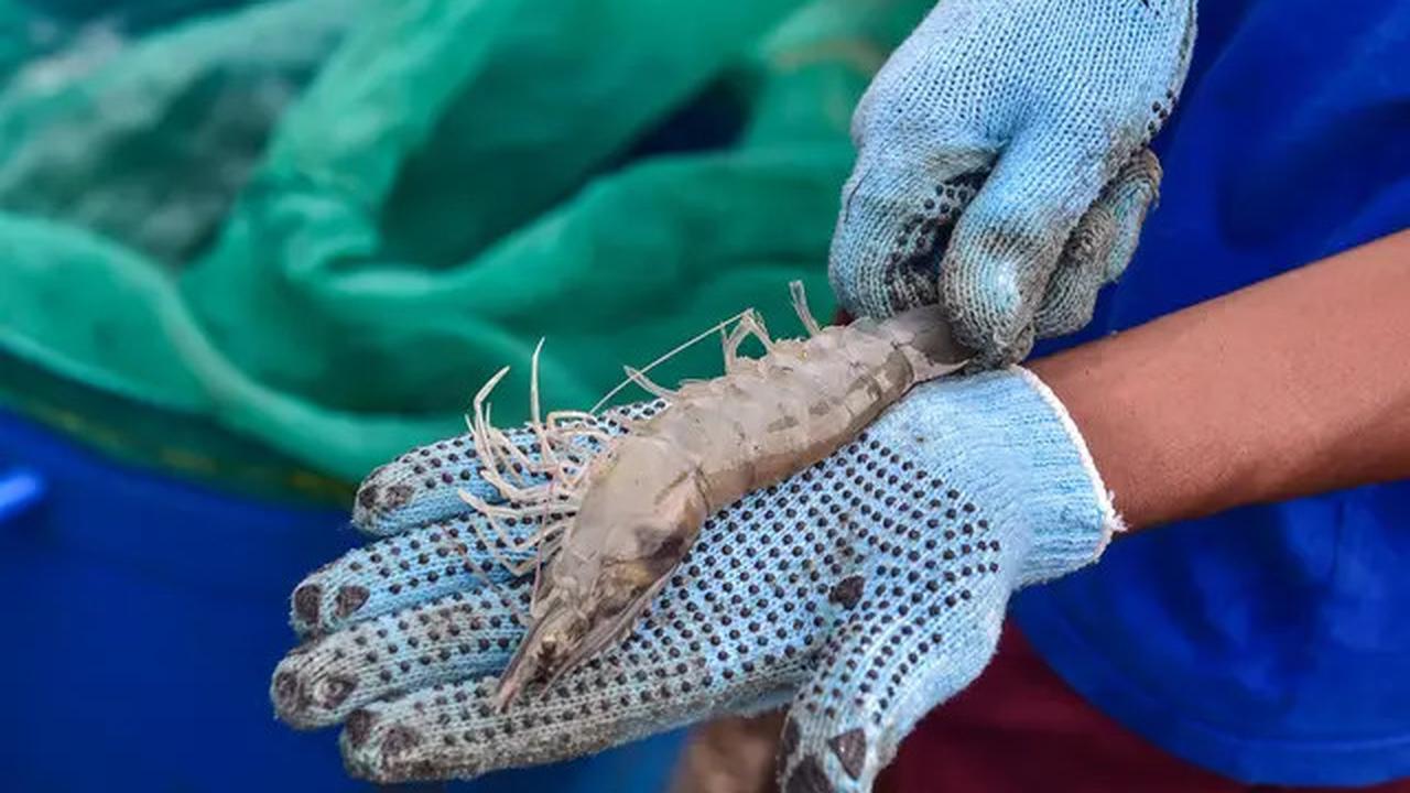 Ekspor Udang Tersandung Radioaktif: Harga Bisa Anjlok, Pasar Amerika Menutup Pintu