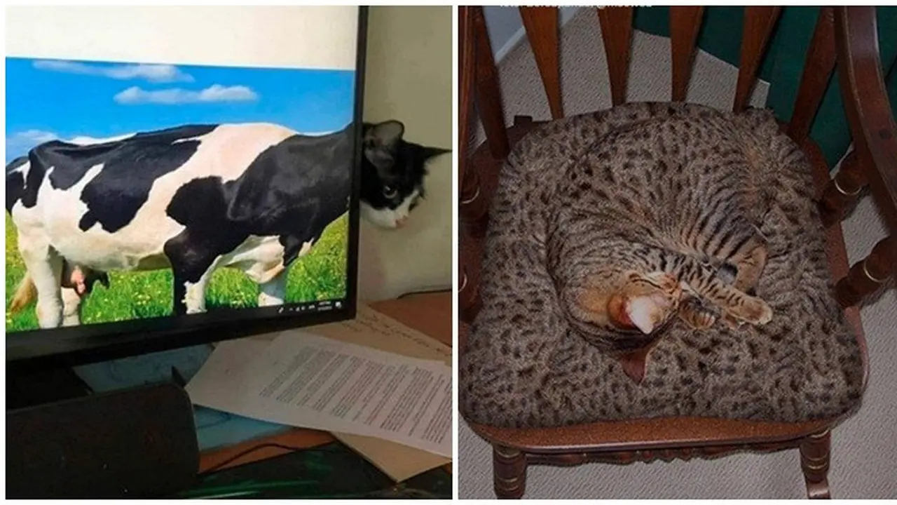 7 Potret Kucing saat Berkamuflase Ini Bikin Mikir Keras