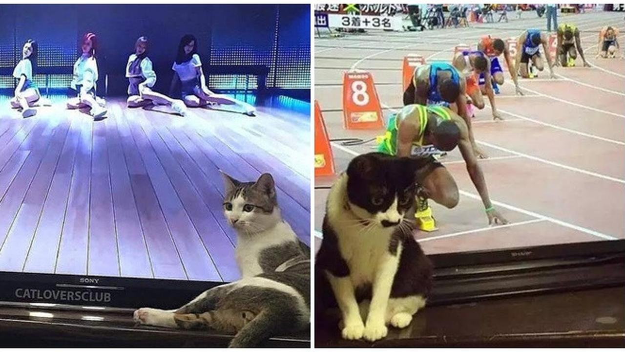 6 Momen Kebetulan Tingkah Kucing Sama dengan Tokoh di TV Ini Bikin Gemas