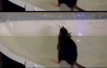 Lincahnya Tikus Berenang di Saluran Toilet yang Berkelok-kelok hingga Muncul di Kloset, Ini Penampakannya
