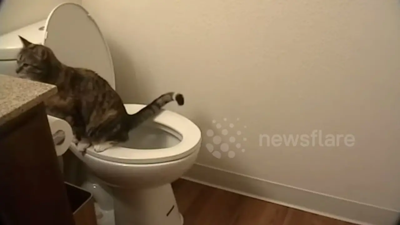 Kucing Tertangkap Kamera Pipis di Toilet Manusia (Stok)