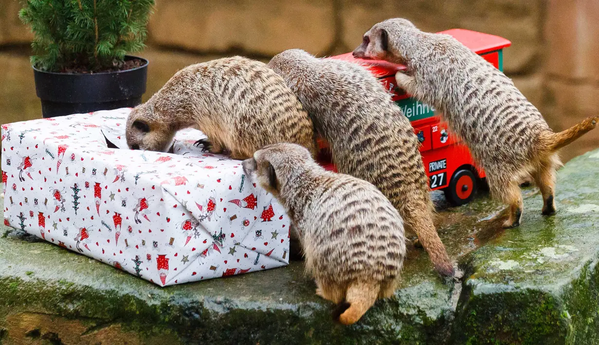 Kawanan meerkat mengambil makanan dari dalam kado hadiah Natal yang diberikan pihak kebun binatang di Hanover, Jerman, Selasa (19/12). Beragam reaksi muncul saat binatang penghuni kebun binatang itu menerima kado. (PHILIPP VON DITFURTH/DPA /AFP)