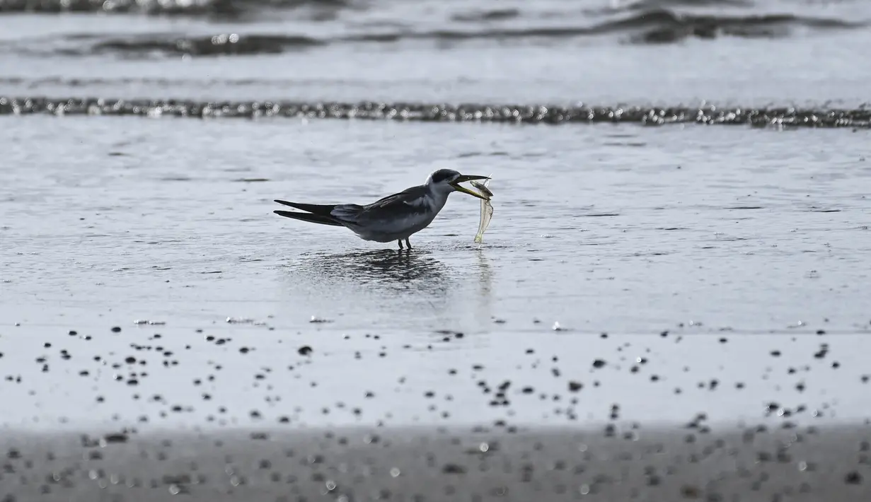 Kawanan burung laut berburu mangsa di antara sampah-sampah tersebut. (Photo by Yuri CORTEZ / AFP)