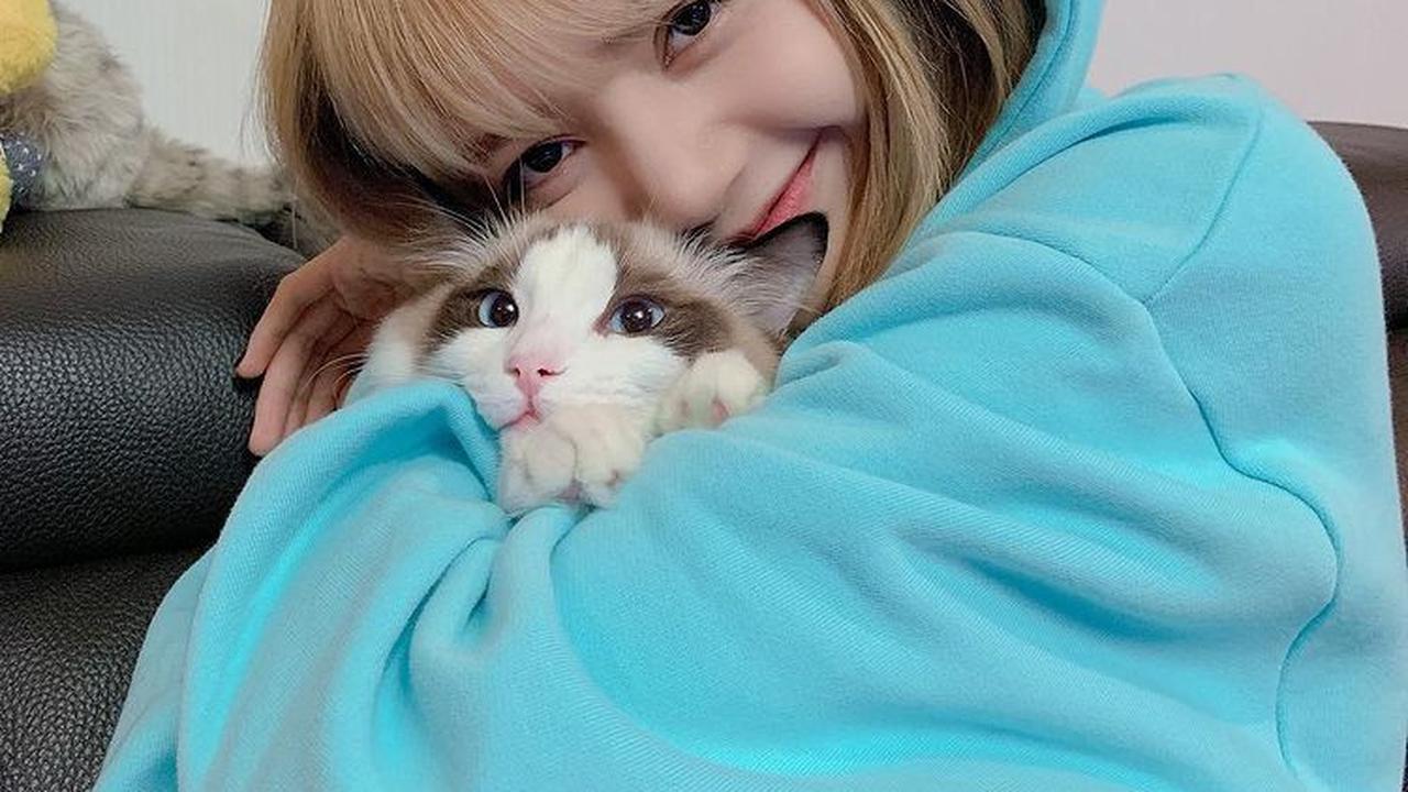 Hewan Peliharaan Idol