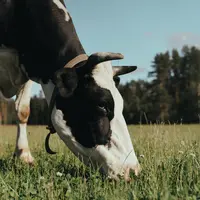 Peternak perempuan meningkatkan potensi perekonomian yang lebih baik bagi industri peternakan Indonesia (pexels.com/cottonbro)