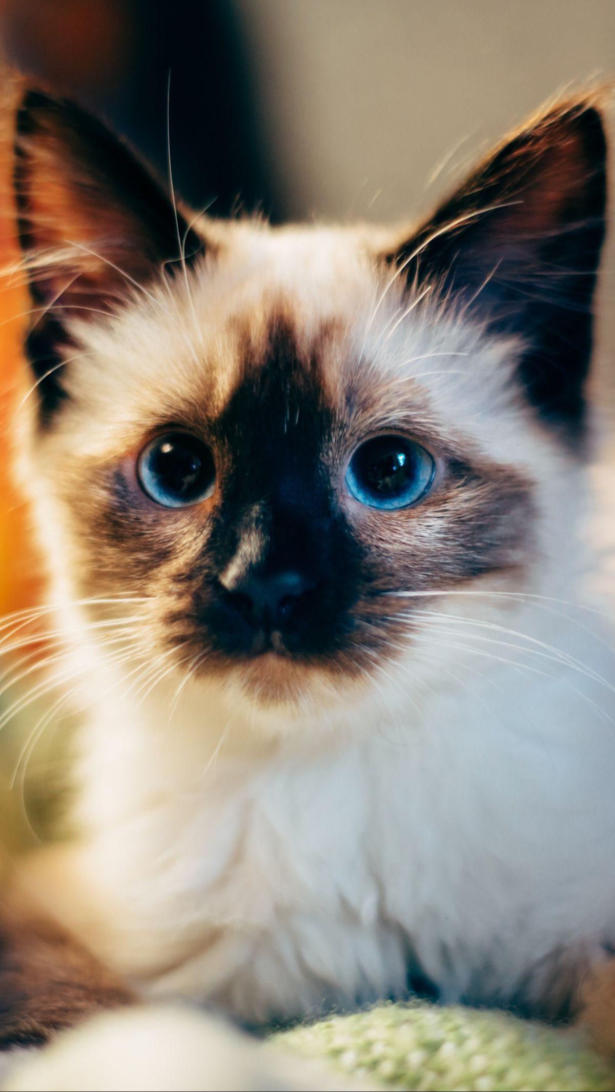 <a class="editorlink " href="https://www.merdeka.com/sumut/daftar-obat-kucing-yang-ampuh-berikut-cara-penggunaannya-31311-mvk.html" rel="follow" target="_self">Obat cacing kucing</a> memainkan peran penting dalam menjaga kesehatan hewan peliharaan dan men