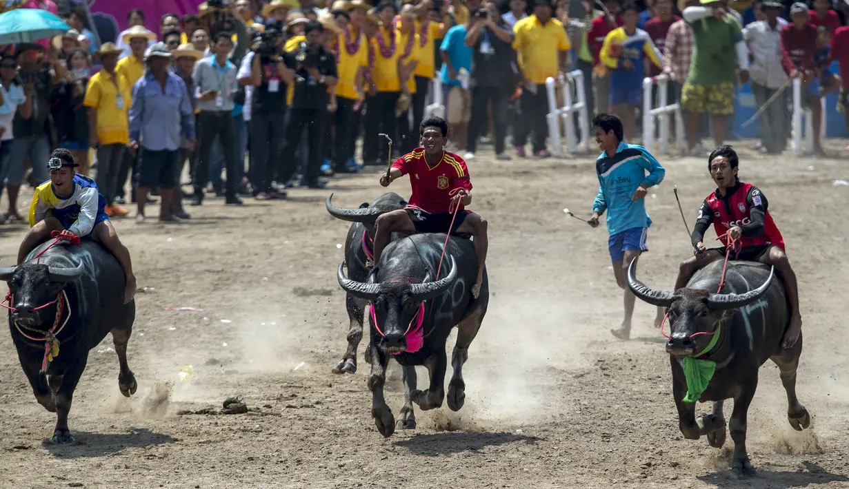 Sejumlah joki memacu kerbaunya bersaing dalam festival balap kerbau di Chonburi, Thailand (26/10/2015). Festival tahunan itu diikuti puluhan petani di Chonburi untuk merayakan panen padi. (Reuters/Athit Perawongmetha)