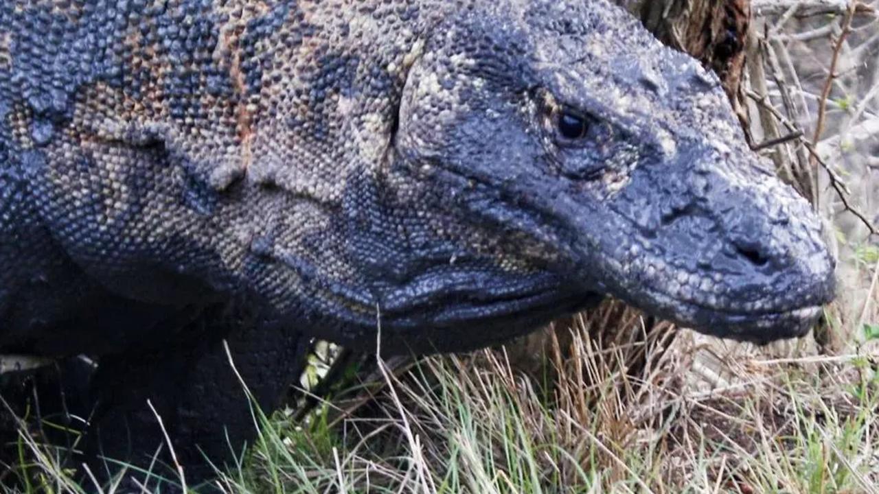 Fakta Baru Kasus Penjualan Anak Komodo: Pelaku Sudah 5 Kali Layani Pesanan dari Bali dan Jawa