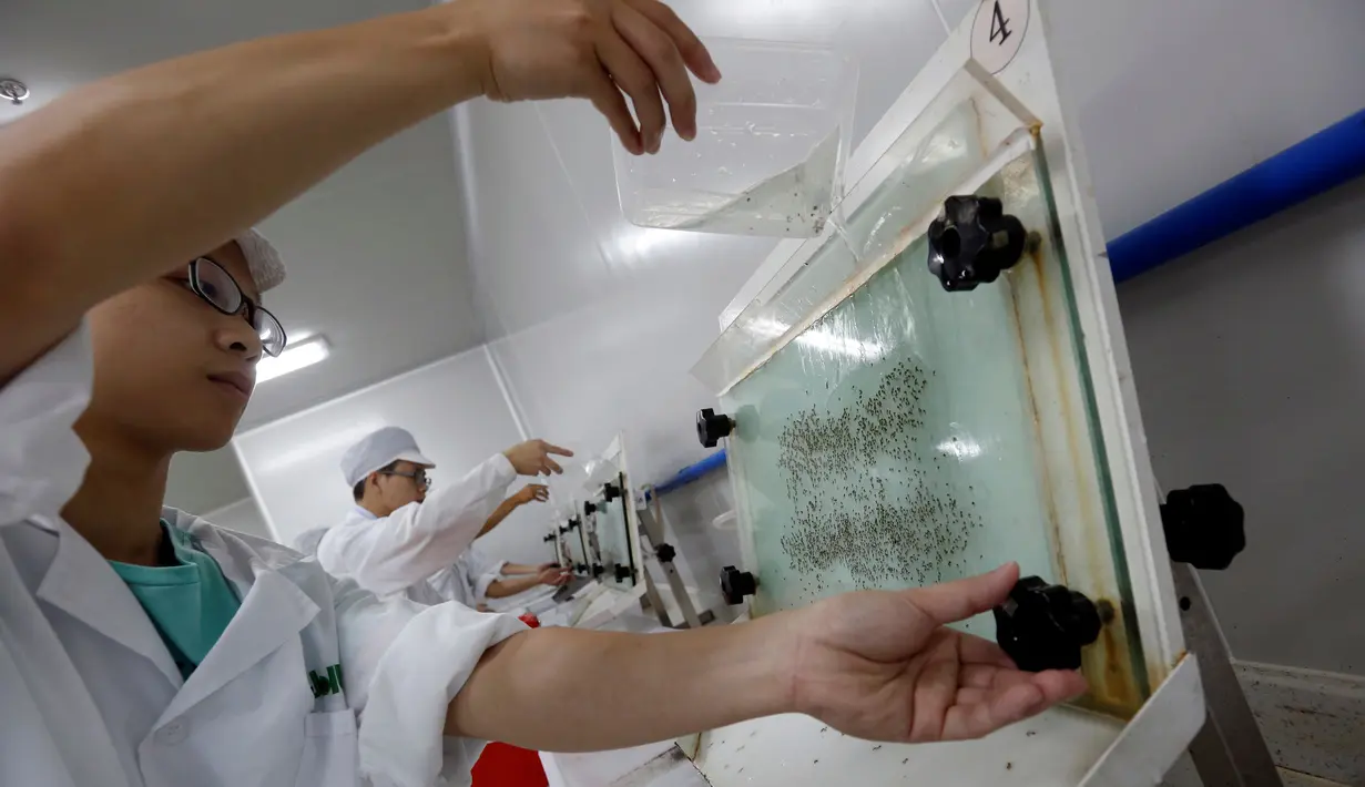 Peneliti mengembangbiakkan nyamuk khusus di Guangzhou, China. Nyamuk khusus tersebut telah diteliti dan terbukti mampu memerangi penyebaran virus seperti demam berdarah dan Zika. Foto diambil pada 28 Juli 2016. (REUTERS/ Bobby Yip)