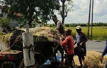 Bulog Kediri Serap Gabah Petani Sesuai HPP, Perkuat Cadangan Pangan Nasional