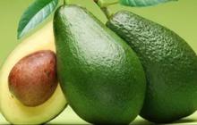 Mudah Ditiru, Ini Resep Bikin Rebusan Daun Alpukat untuk Kendalikan Kadar Kolesterol